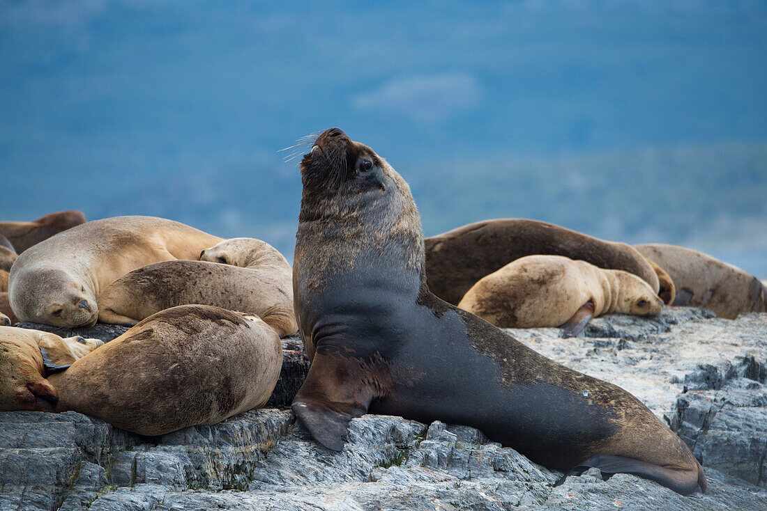 Südamerikanische Seelöwen (Otaria flavescens) ruhen auf Felsen im Beagle-Kanal außerhalb von Ushuaia, Argentinien, Argentinien