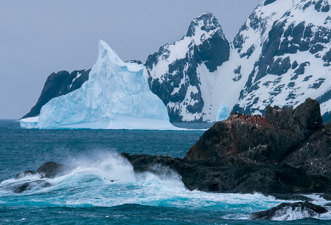 Chinstrap penguin colony (Pygoscelis antarctica) at Point Wild on Elephant Island,Antarctica