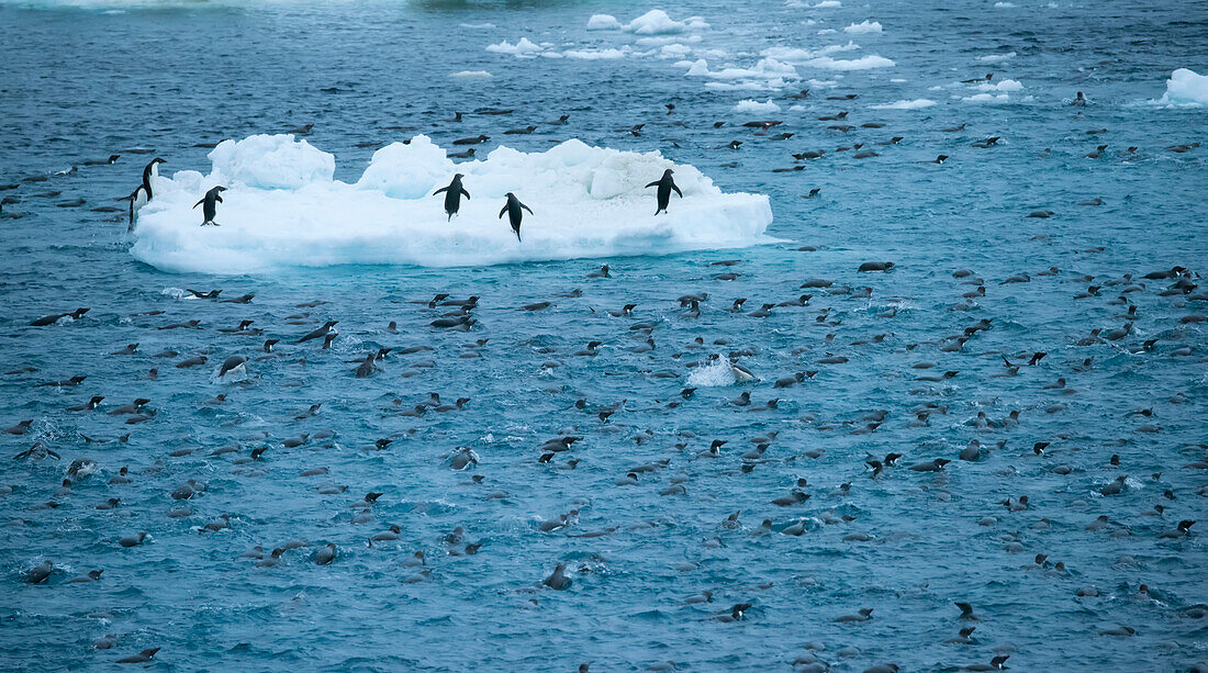 Zügelpinguin-Kolonie (Pygoscelis antarctica) schwimmt in den Gewässern der Antarktis,Antarktis