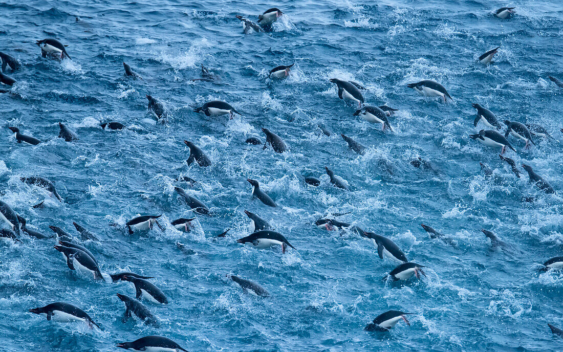 Zügelpinguinkolonie (Pygoscelis antarctica), die in der Nähe der Elefanteninsel in der Antarktis durch die Gewässer schwimmt,Antarktis