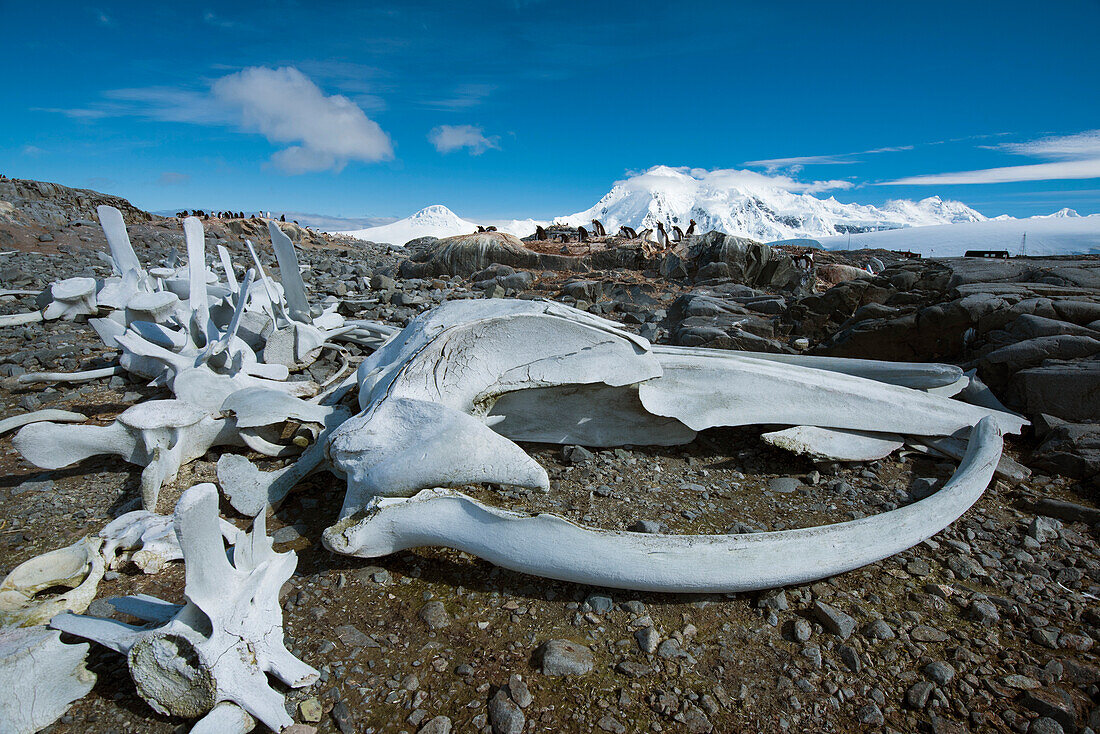 Walschädel und -knochen in Port Lockroy in der Antarktis,Antarktis