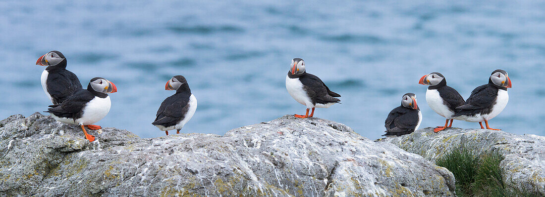 Papageientaucher (Fratercula arctica) auf einem Felsen auf der Insel Vigur in der Bucht von Isafjordur, Island