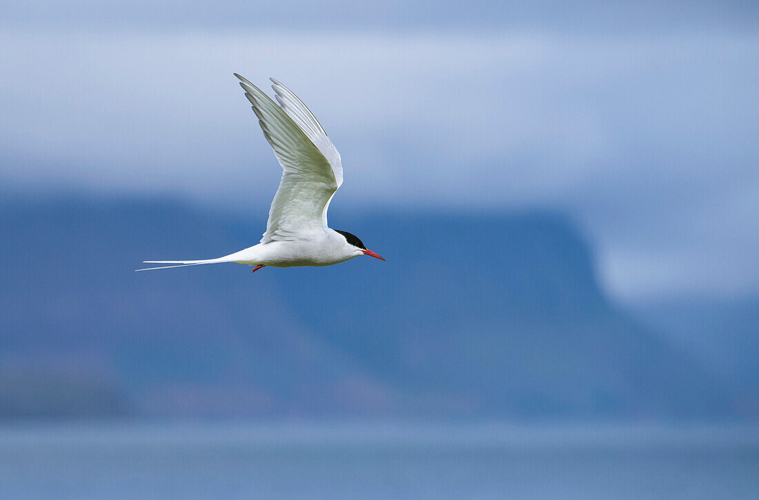 Arctic Tern (Sterna paradisaea) in flight over Vigur Island in Isafjordur Bay,Iceland