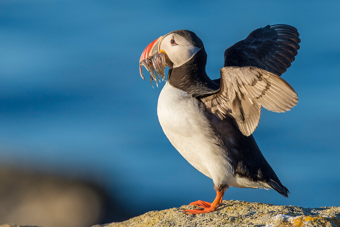 Atlantic puffin (Fratercula arctica) carrying mouthful of spearing baitfish to feed its chicks,Iceland