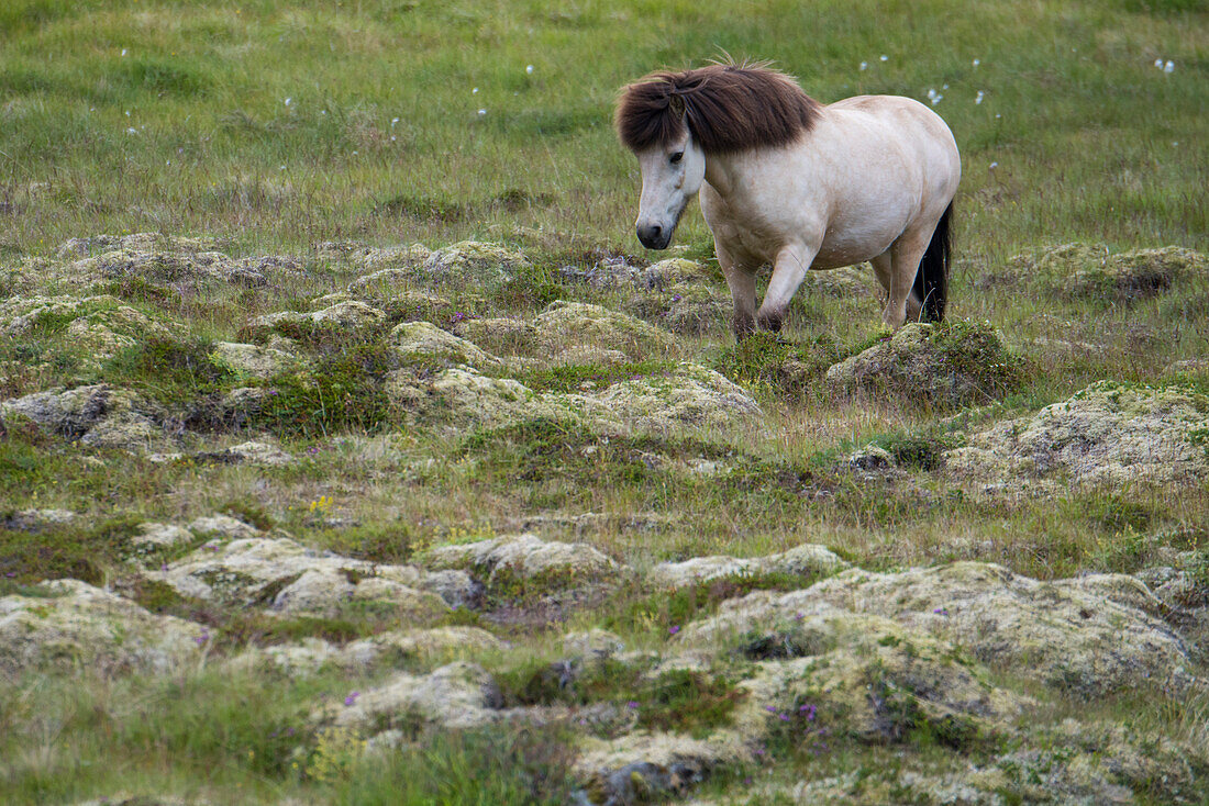 Islandpferd (Equus ferus caballus) beim Spaziergang durch ein felsiges Feld in Island, Akureyri, Island