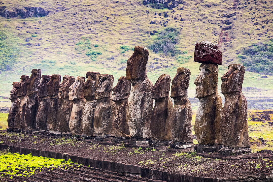 Moai im Rano Raraku-Steinbruch auf der Osterinsel, Hanga Roa, Osterinsel, Chile