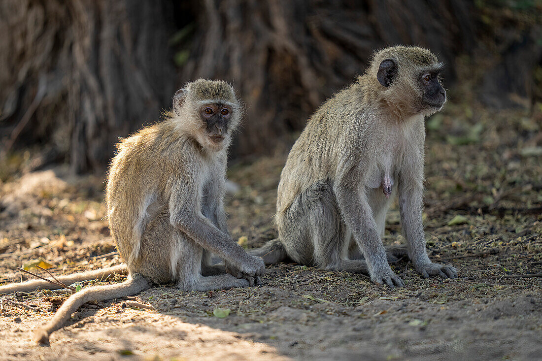 Close-up portrait of two,vervet monkeys (Chlorocebus pygerythrus) sitting on sandy ground under a tree in Chobe National Park,Chobe,Botswana