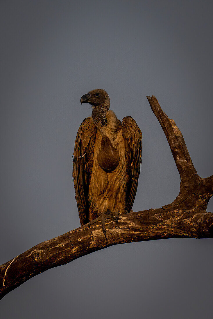 Nahaufnahme eines Weißrückengeiers (Gyps africanus), der auf einem toten Ast sitzt und den Kopf nach links dreht, im Chobe-Nationalpark, Chobe, Botsuana