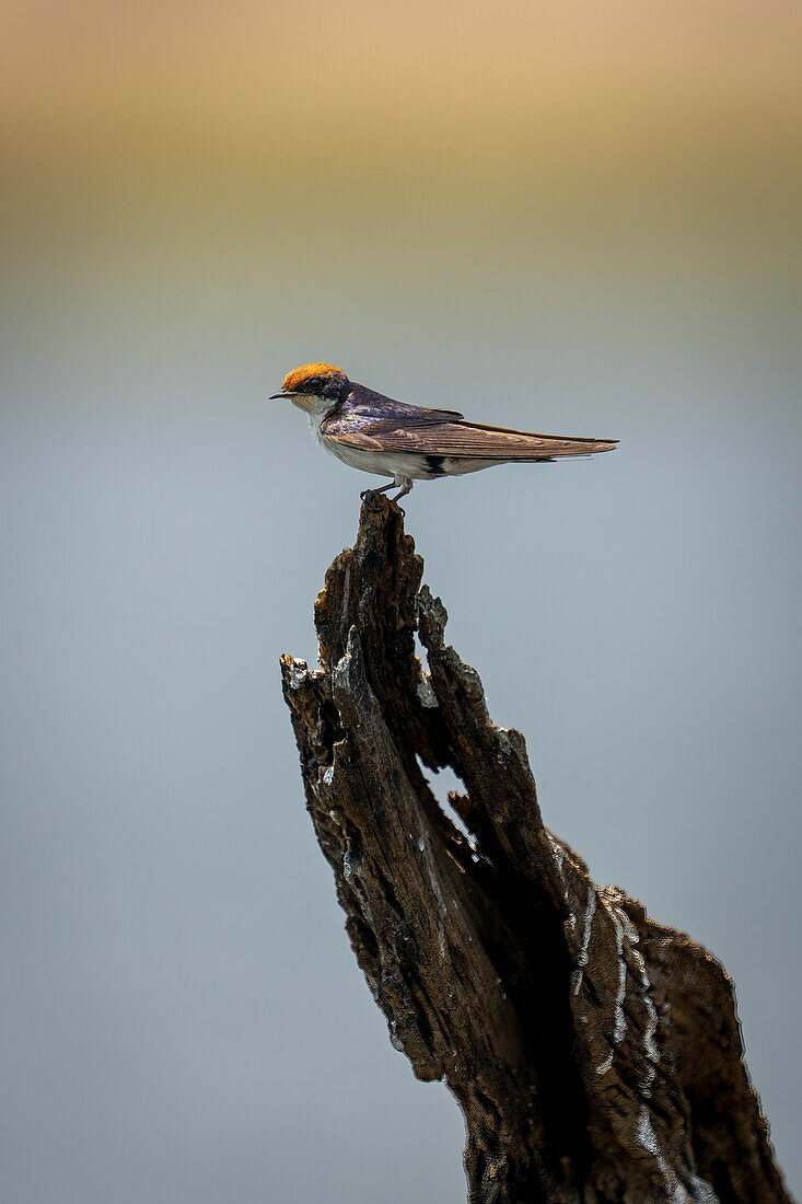 Close-up portrait of a wire-tailed swallow (Hirundo smithii) perched on a tree stump in a river,Chobe National Park,Chobe,Botswana