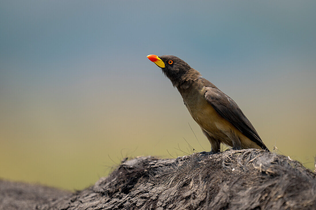 Nahaufnahme eines Gelbschnabelmadenhüpfers (Buphagidae africanus) auf der schlammigen Schulter eines Kaffernbüffels (Syncerus caffer caffer) im Chobe-Nationalpark,Chobe,Botswana