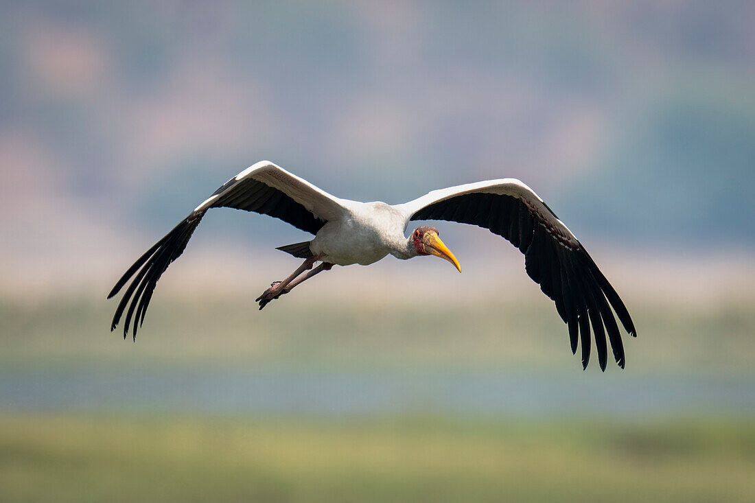 An African Yellow-billed stork (Mycteria ibis) flies towards camera in sunshine,Chobe National Park,Chobe,Botswana