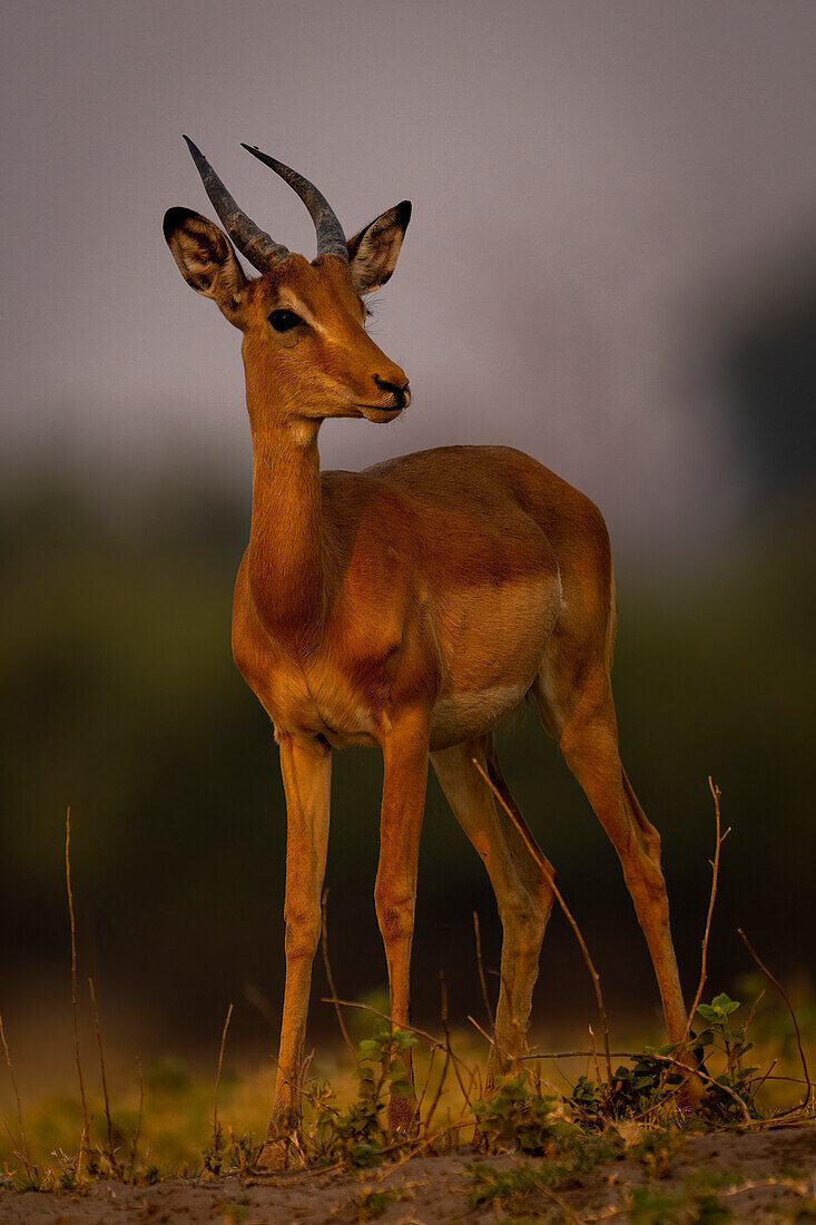 Nahaufnahme eines jungen, männlichen Impalas (Aepyceros melampus) am Horizont im Chobe-Nationalpark, Chobe, Botswana