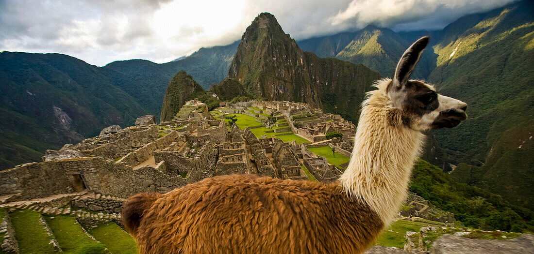 Lama (Lama glama) und rekonstruierte Steinbauten auf Machu Picchu, Peru