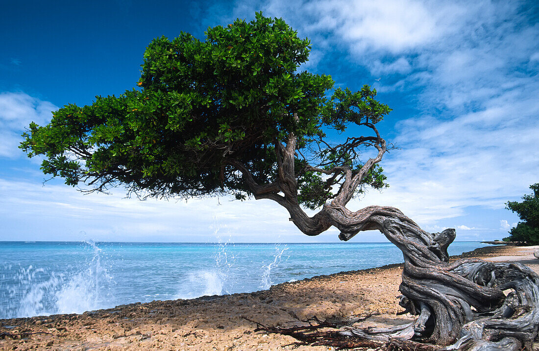 Waves splash onto a beach with a gnarly tree,Aruba