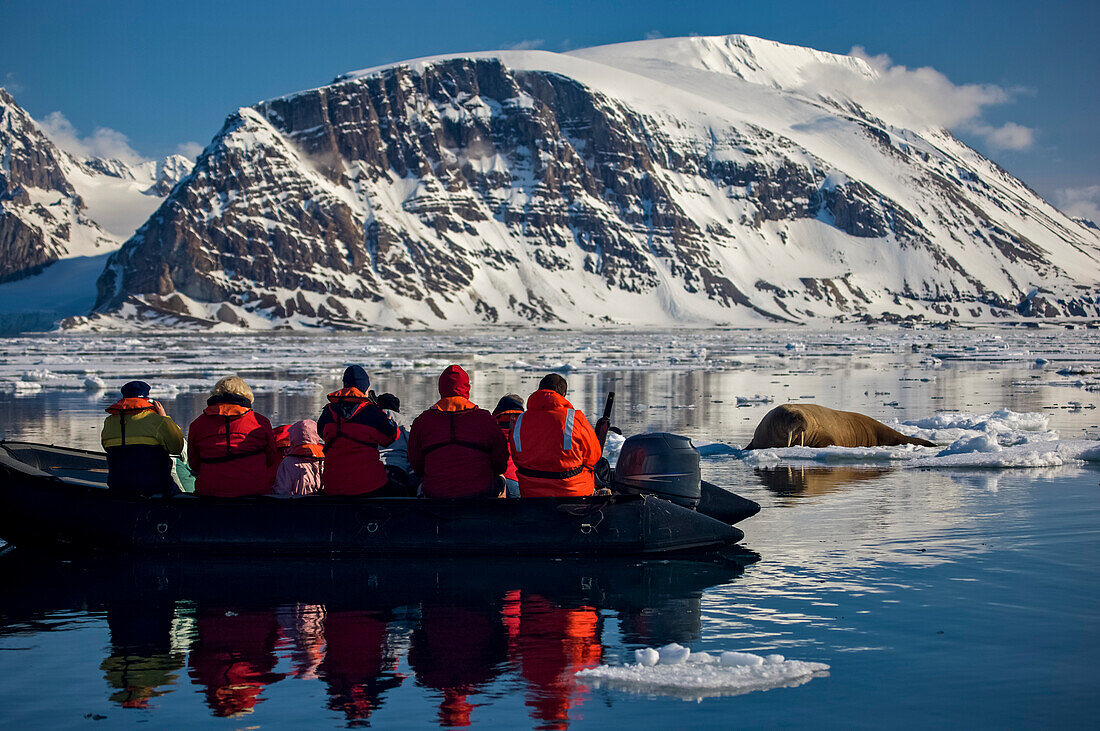 Ecotourists observe a female walrus (Odobenus rosmarus) on ice,Hornsund,Spitsbergen,Svalbard Archipelago,Norway