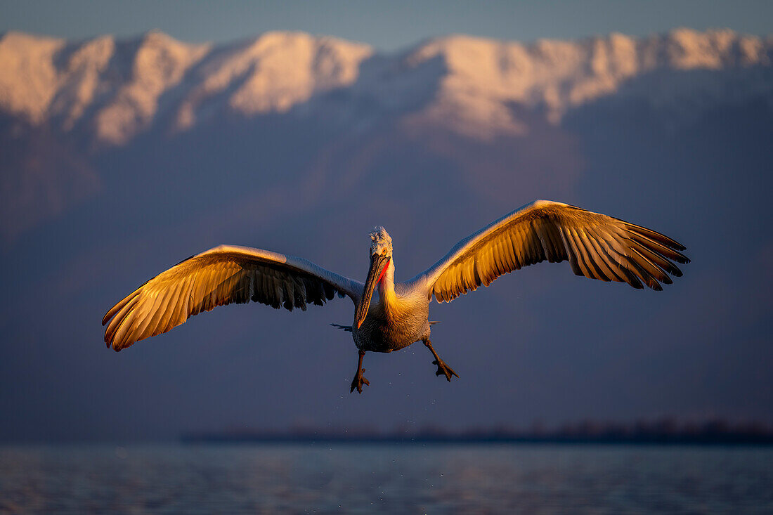 Dalmatian pelican (Pelecanus crispus) hovers in mid-air over lake,Central Macedonia,Greece