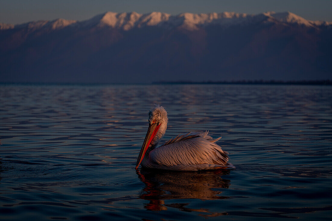 Dalmatian pelican (Pelecanus crispus) swimming on lake past mountains,Central Macedonia,Greece