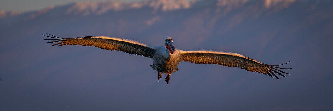 Panorama eines Krauskopfpelikans (Pelecanus crispus), der an Bergen vorbeifliegt,Zentralmakedonien,Griechenland