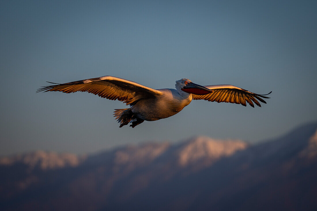 Dalmatian pelican (Pelecanus crispus) glides above mountains in blue sky,Central Macedonia,Greece