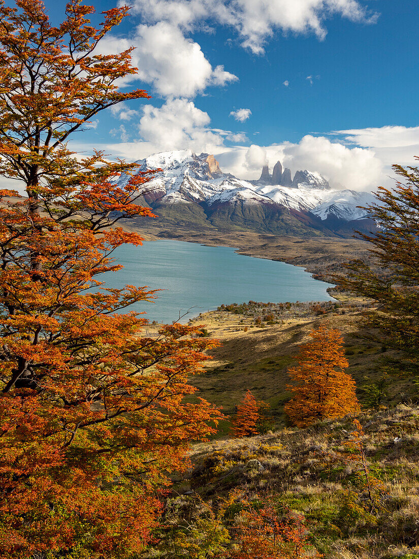 Blick über die Laguna Azul mit der Herbstfärbung der Südbuchen oder Nothofagus-Bäume im Torres del Paine National Park, Patagonien, Chile