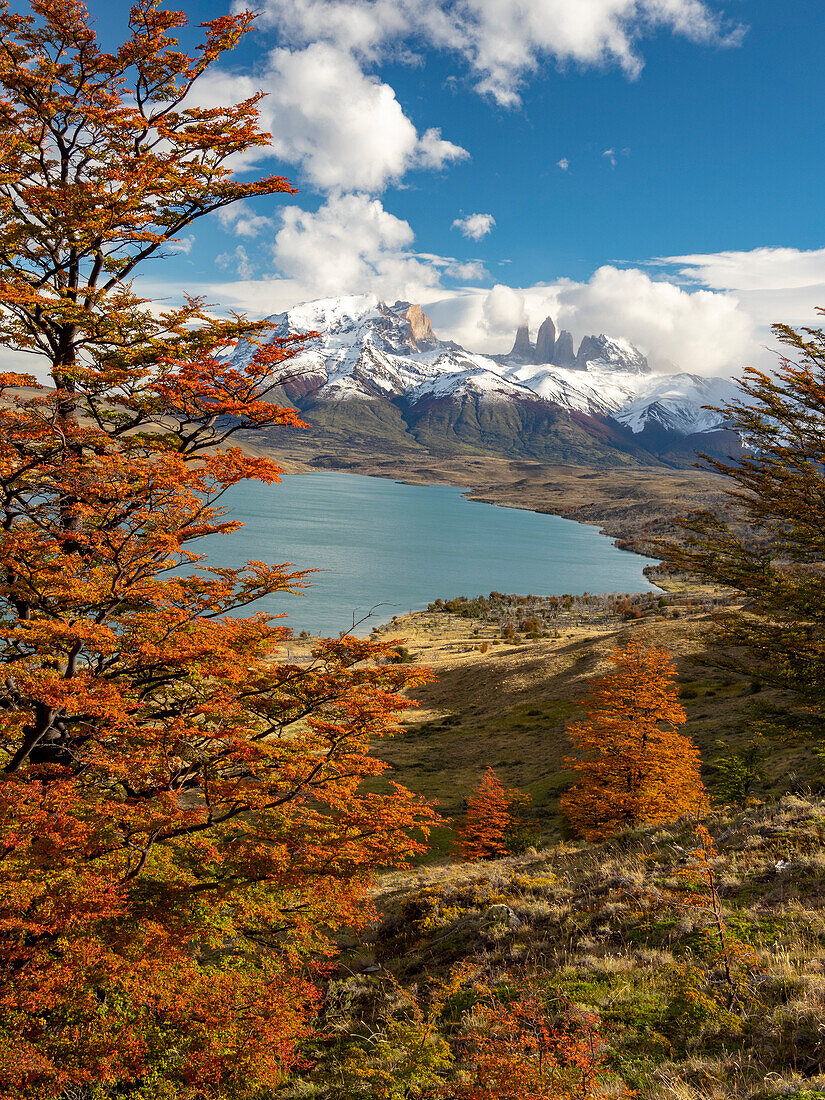 Views above Laguna Azul with peak fall color of southern beech,or Nothofagus trees in Torres del Paine National Park,Patagonia,Chile