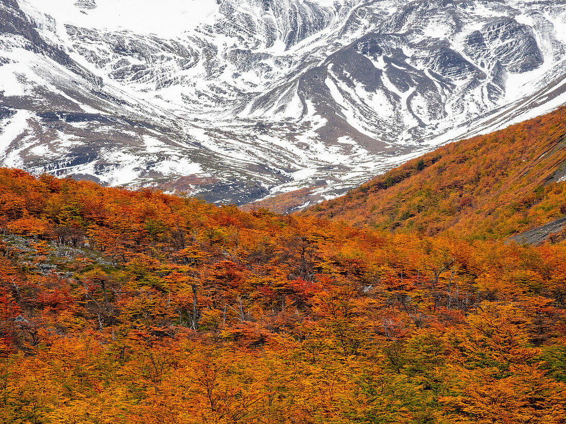 Views along the hiking trail to Mirador de Las Torres with peak fall color of southern beech trees in Torres del Paine National Park,Patagonia,Chile