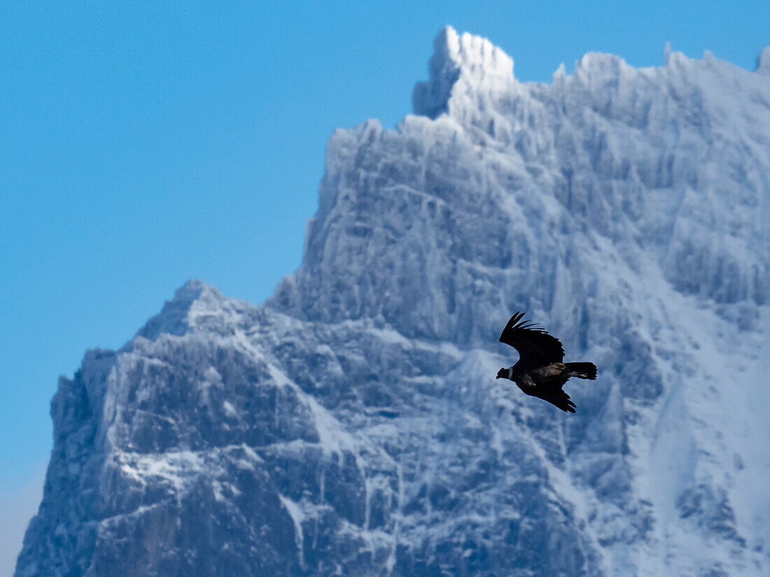 Andean Condor (Vultur gryphus) flying among the peaks of Torres del Paine National Park,Patagonia,Chile