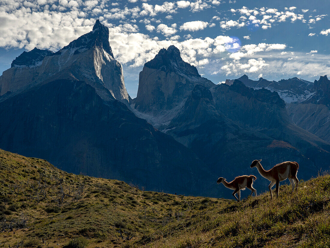 Two Guanaco (Lama guanicoe) and the mountain backdrop in Torres del Paine National Park,Patagonia,Chile