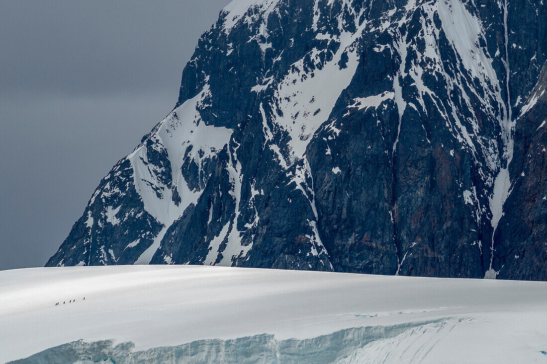 Eselspinguine (Pygoscelis papua) auf Schnee beim Aufstieg zur Kolonie, Port Arthur, Palmer Station, Antarktis