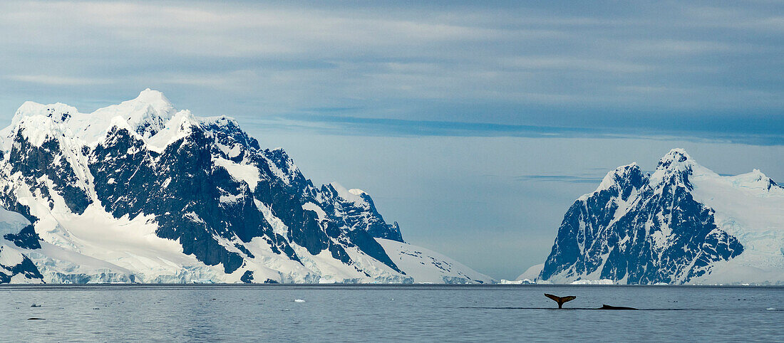 Two humpbacks (Megaptera novaeangliae) feed on krill on a beautiful summer day in Antarctica,Lemaire Channel,Antarctica