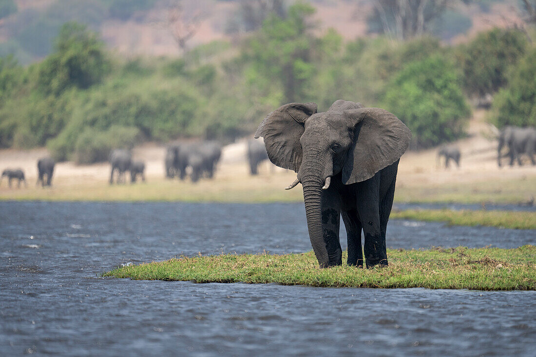 Porträt eines afrikanischen Buschelefanten (Loxodonta africana), der auf einer Flussinsel steht, mit einer Herde im Hintergrund im Chobe-Nationalpark, Chobe, Botsuana