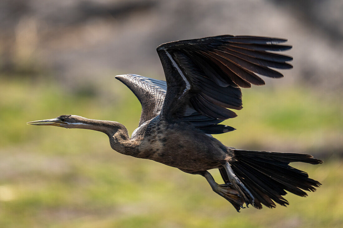 Afrikanischer Schlangenhalsvogel (Anhinga rufa) fliegt im Sonnenschein über Gras, Chobe-Nationalpark, Chobe, Botswana