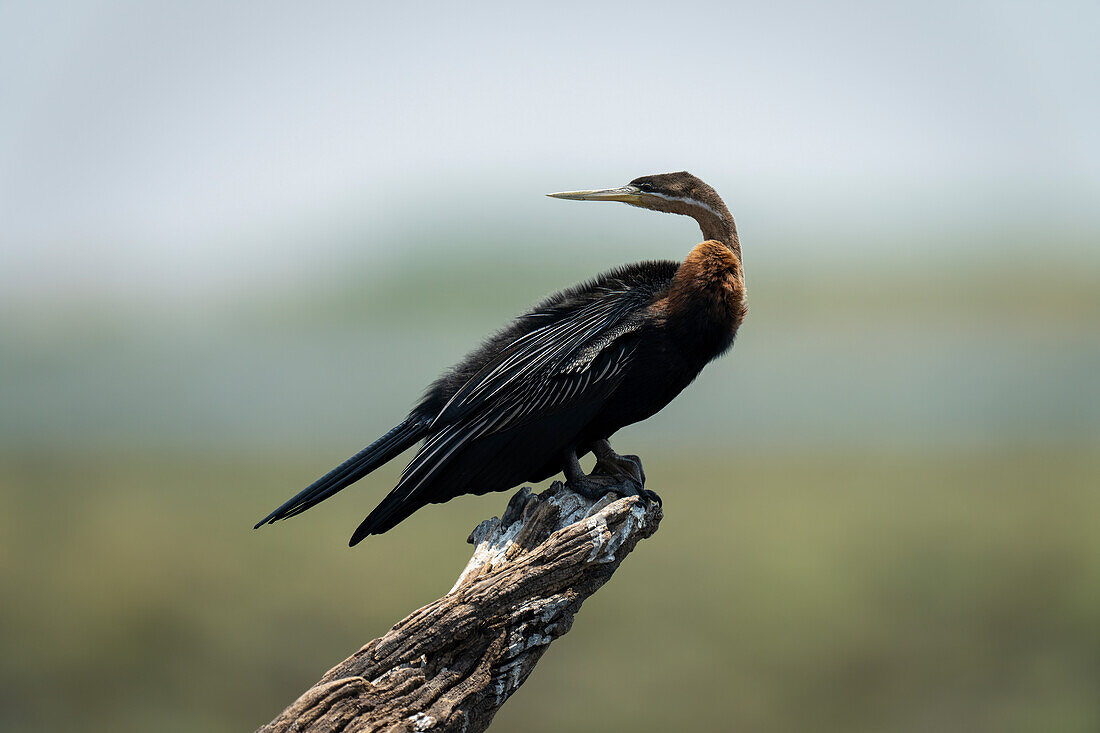 Porträt eines Afrikanischen Schlangenhalsvogels (Anhinga rufa) im Profil, der auf einem toten, mit Guano befleckten Baumstamm sitzt und über seine Schulter zurückblickt, Chobe-Nationalpark, Chobe, Botswana