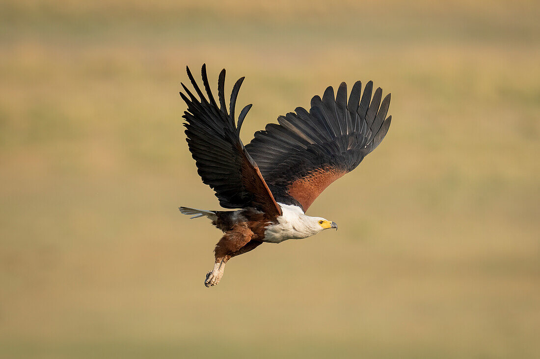 African fish eagle (Haliaeetus vocifer) crosses floodplain dangling legs,Chobe National Park,Chobe,Botswana