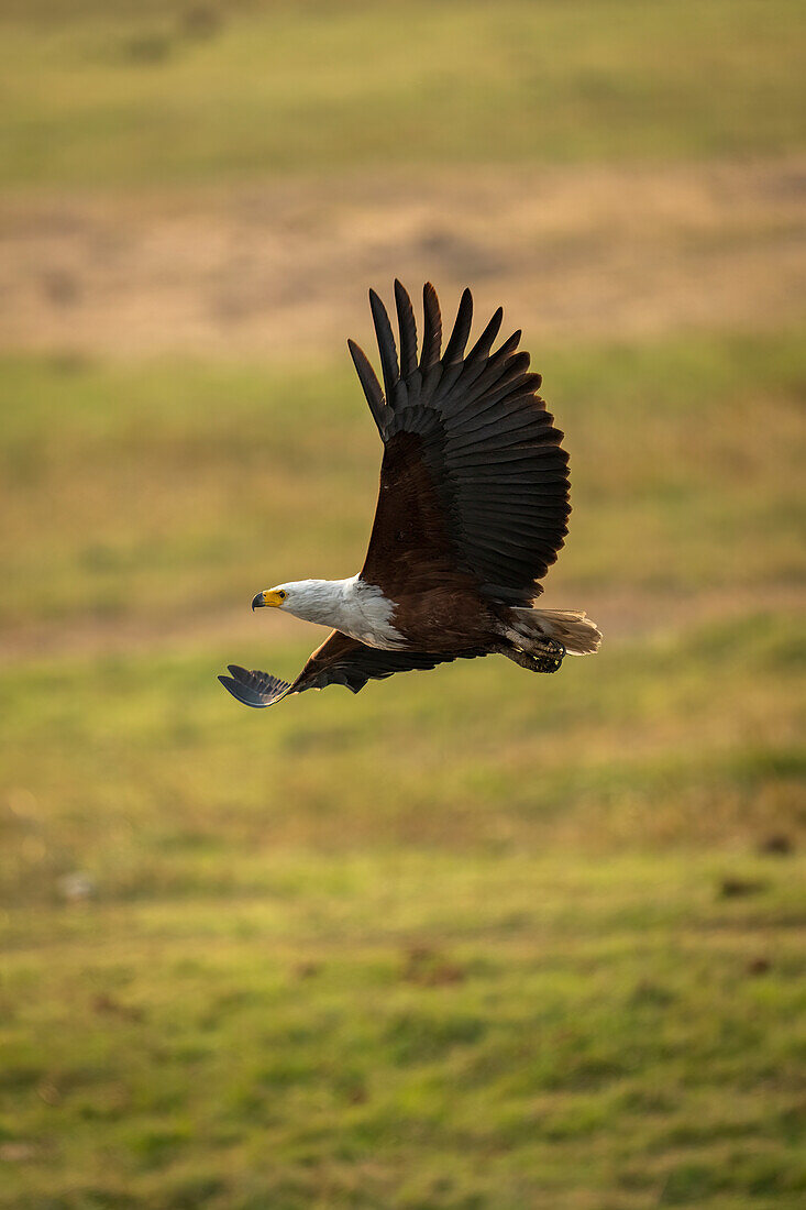 African fish eagle (Haliaeetus vocifer) flies over grassy plain,Chobe National Park,Chobe,Botswana