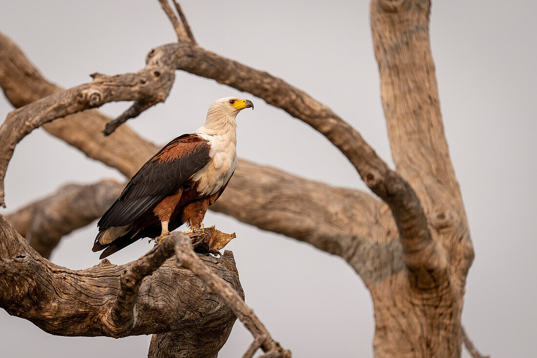 Porträt eines afrikanischen Fischadlers (Haliaeetus vocifer), der auf einem Baum steht und einen Fisch unter seinen Füßen hält, während er über den Ast hinweg auf die Savanne im Chobe-Nationalpark, Chobe, Botswana schaut