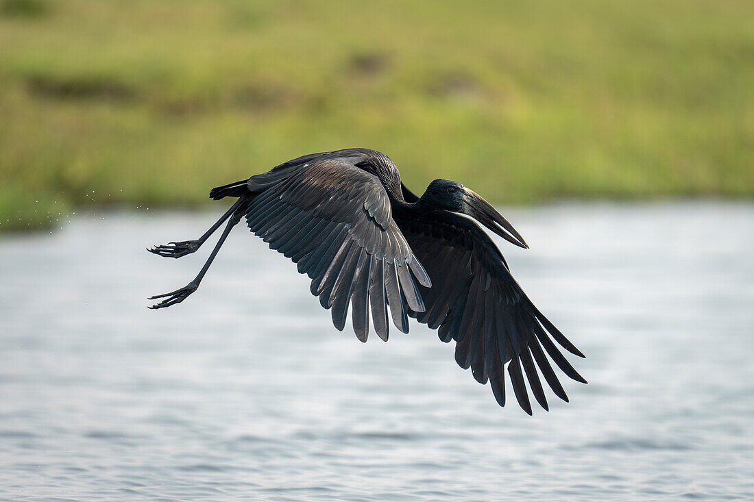 Ein afrikanischer Offenschnabel (Anastomus lamelligerus) fliegt über einen Fluss mit dem grasbewachsenen Ufer in der Ferne, Chobe-Nationalpark, Chobe, Botswana