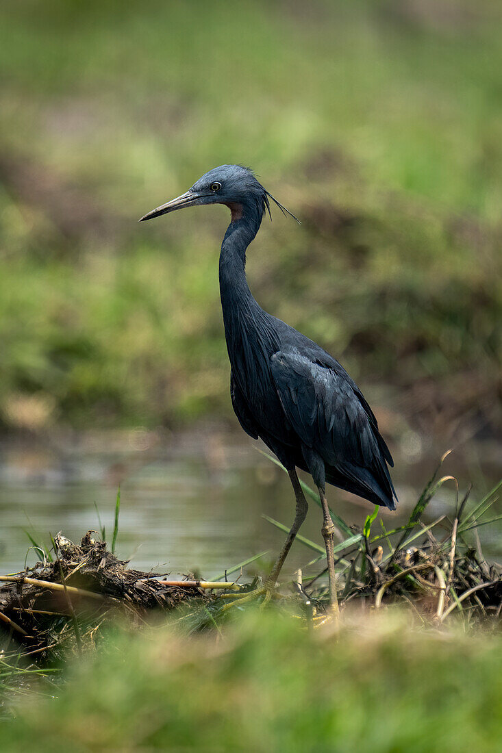 Porträt eines Schwarzreihers (Egretta ardesiaca) steht starrend an einem grasbewachsenen Flussufer im Chobe-Nationalpark,Chobe,Botsuana