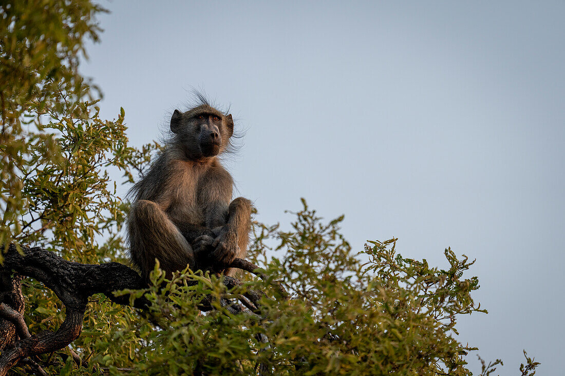 Porträt eines Chacma-Pavians (Papio ursinus), der auf einem Baum sitzt und in den blauen Himmel schaut, im Chobe-Nationalpark, Chobe, Botsuana