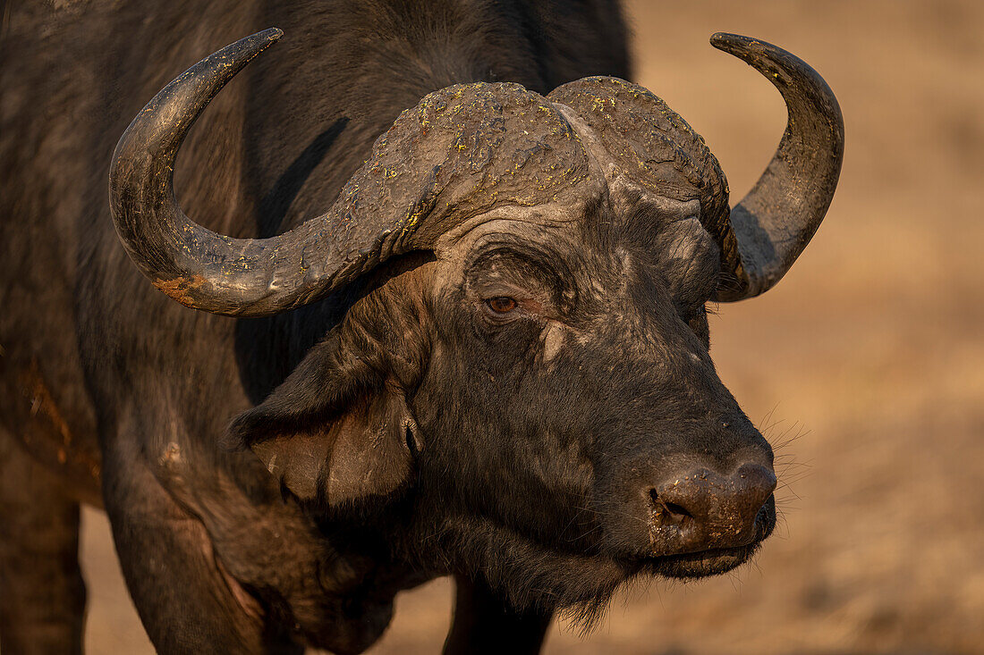 Close-up portrait of a cape buffalo (Syncerus caffer caffer) looking into the distance in Chobe National Park,Chobe,Bostwana