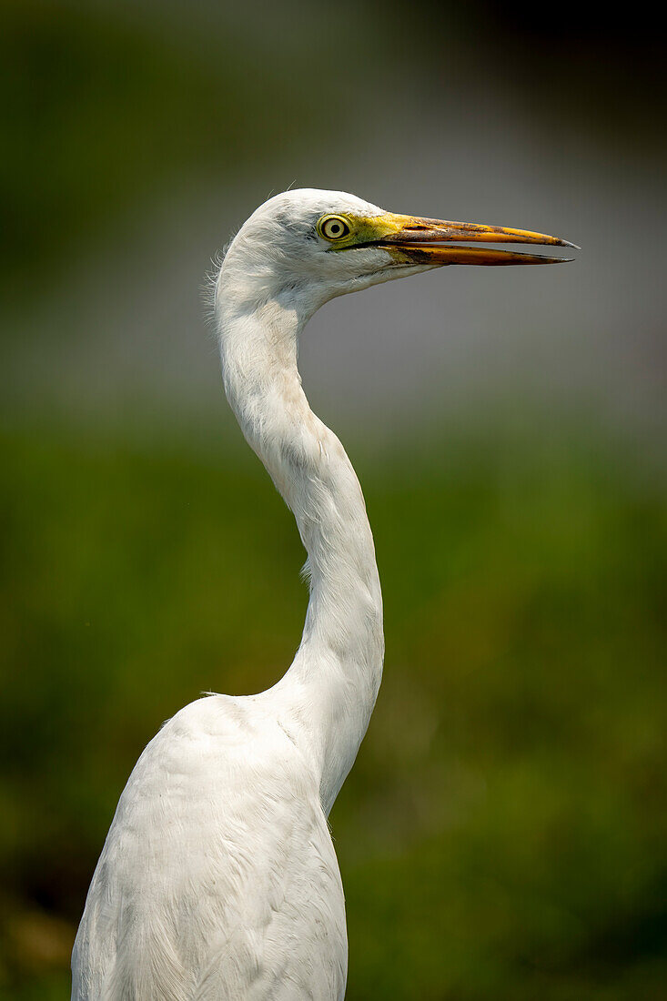 Close-up portrait of a great white egret,(Ardea alba) head and neck in Chobe National Park,Chobe,Botswana