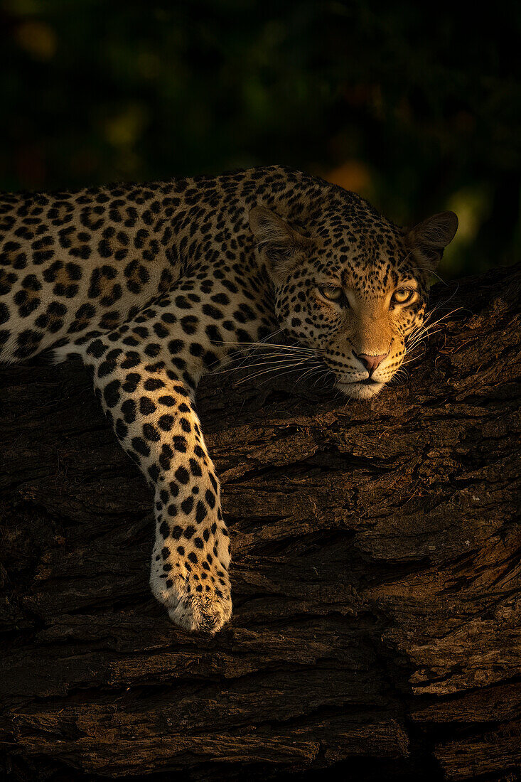 Porträt eines weiblichen Leoparden (Panthera pardus), der auf einem dicken Ast liegt und sein Vorderbein herunterbaumeln lässt, im Chobe-Nationalpark, Chobe, Botswana