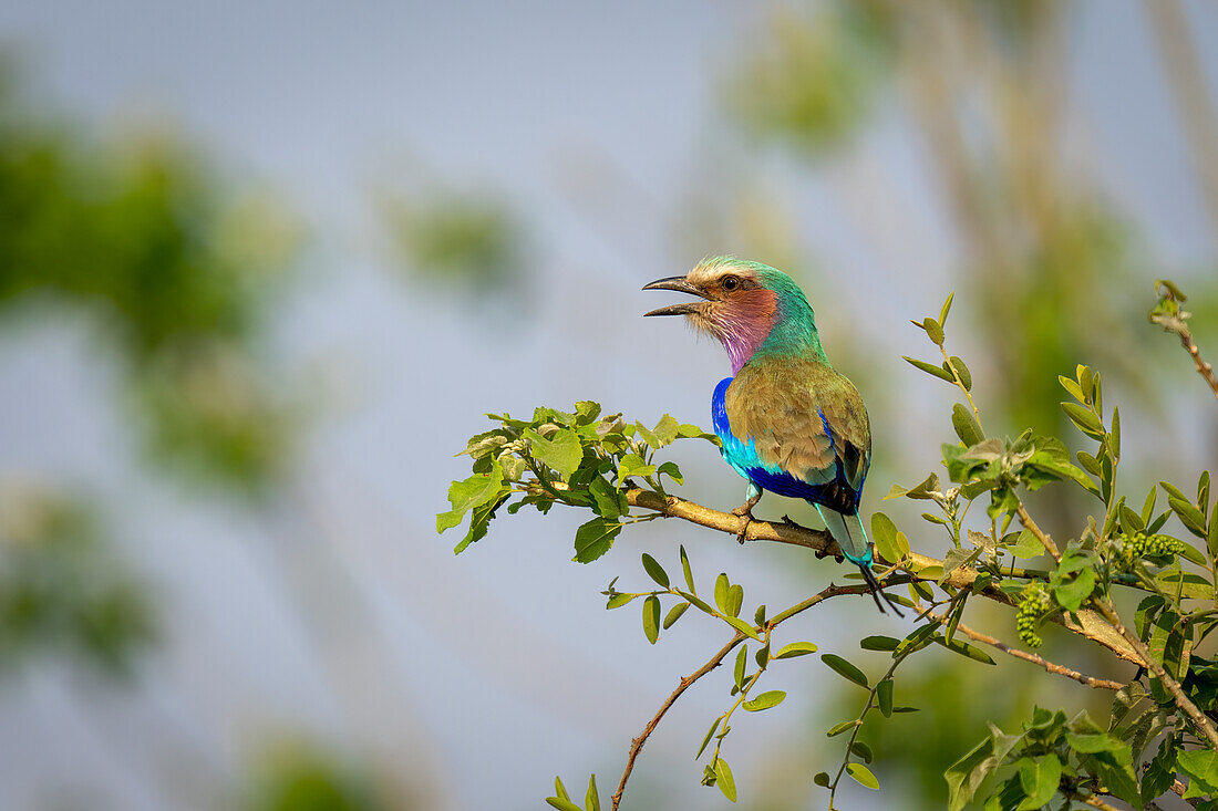 Porträt einer Fliederwalze (Coracias caudatus), auf einem Ast sitzend, krächzend in einem Busch im Chobe-Nationalpark,Chobe,Botswana