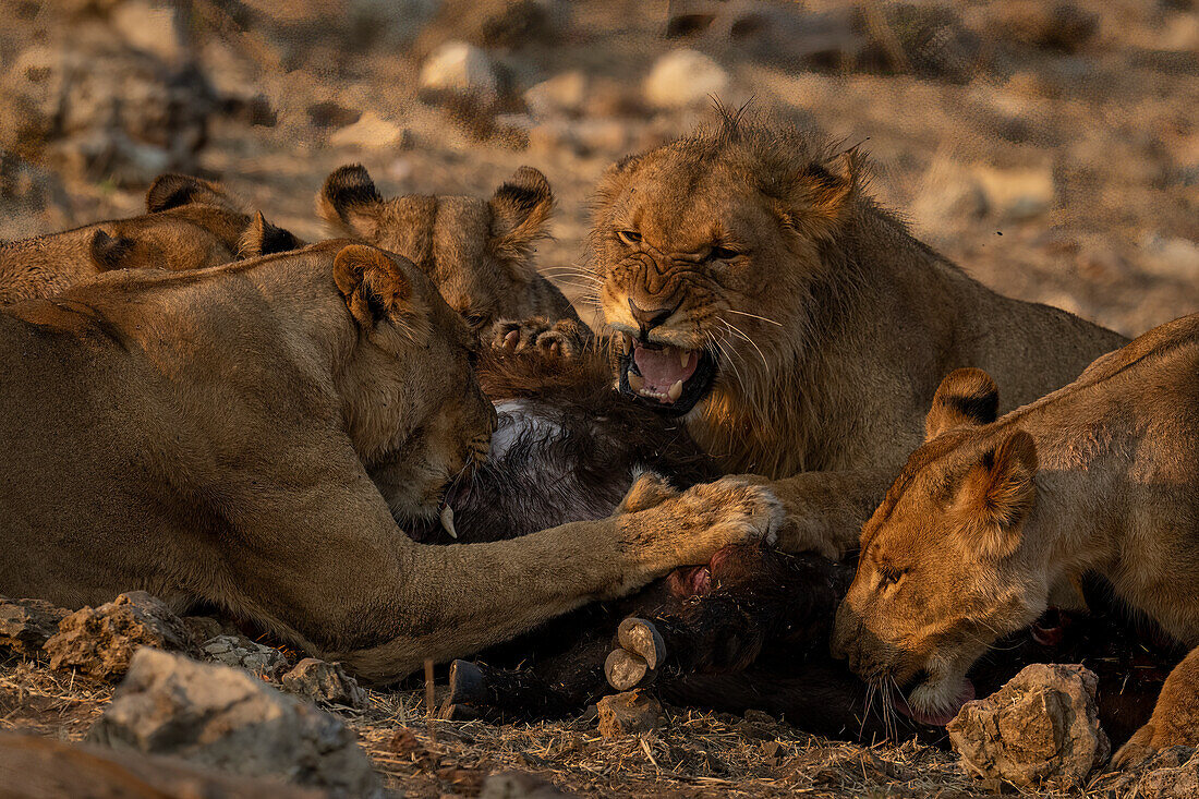 Close-up of male lion snarling at lionesses while feeding on prey on the savanna in Chobe National Park,Chobe,Botswana