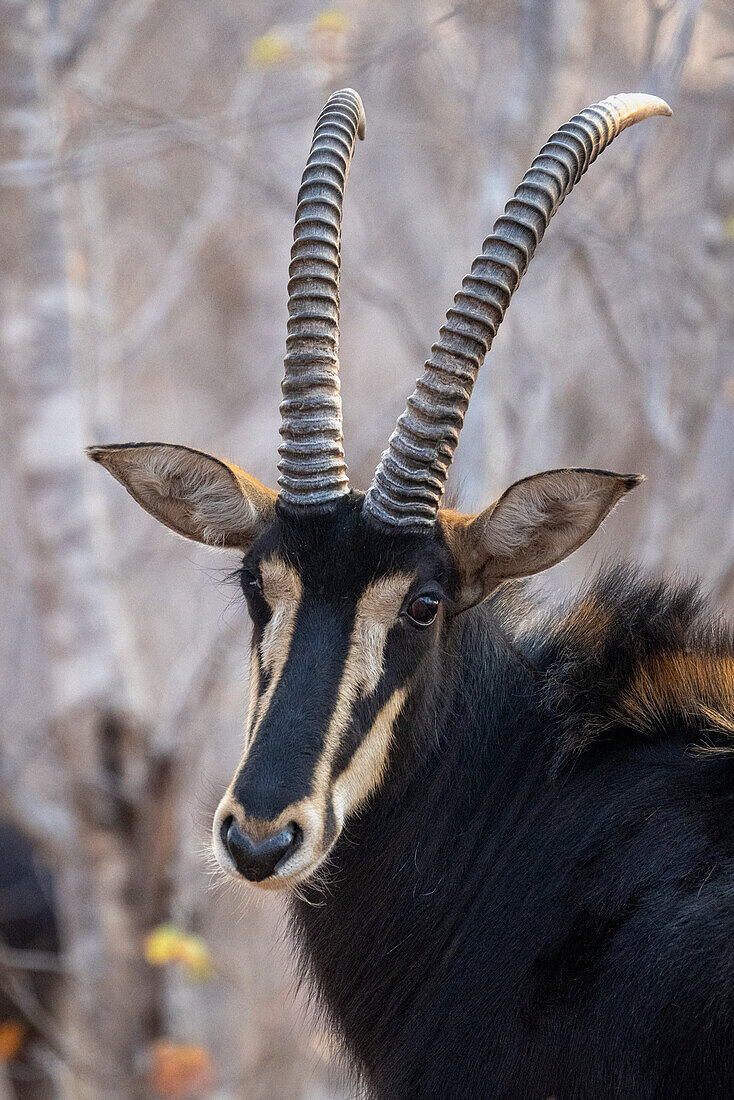 Close-up portrait of a sable antelope (Hippotragus niger) turning towards camera in Chobe National Park,Chobe,Botswana