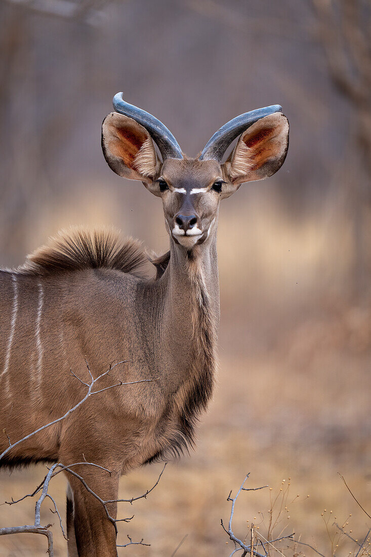 Close-up of a young,male,greater kudu (Tragelaphus strepsiceros) standing on the savanna staring at the camera in Chobe National Park,Chobe,Bostwana