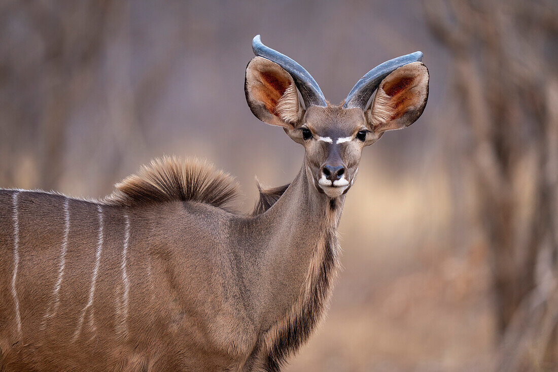 Close-up of a young,male,greater kudu (Tragelaphus strepsiceros) standing on the savanna staring at the camera in Chobe National Park,Chobe,Bostwana