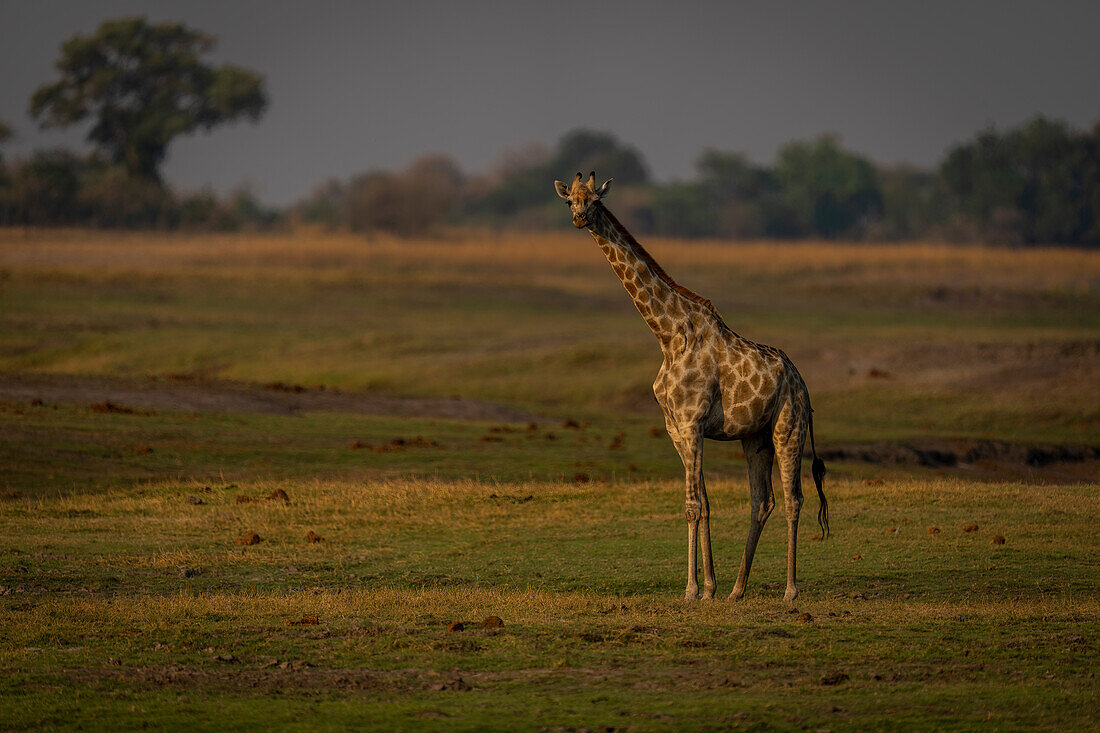 Portrait of female southern giraffe (Giraffa giraffa) standing on short grass on the savanna,turning towards camera in Chobe National Park,Chobe,Botswana