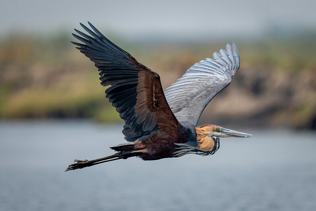 Close-up portrait of a goliath heron (Ardea goliath) flying over river lifting wings in Chobe National Park,Chobe,Botswana