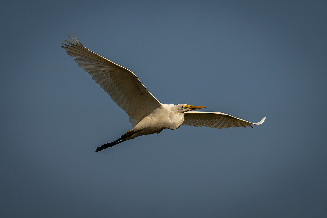 Close-up of a great white egret,(Ardea alba) gliding through a perfect blue sky in Chobe National Park,Chobe,Botswana